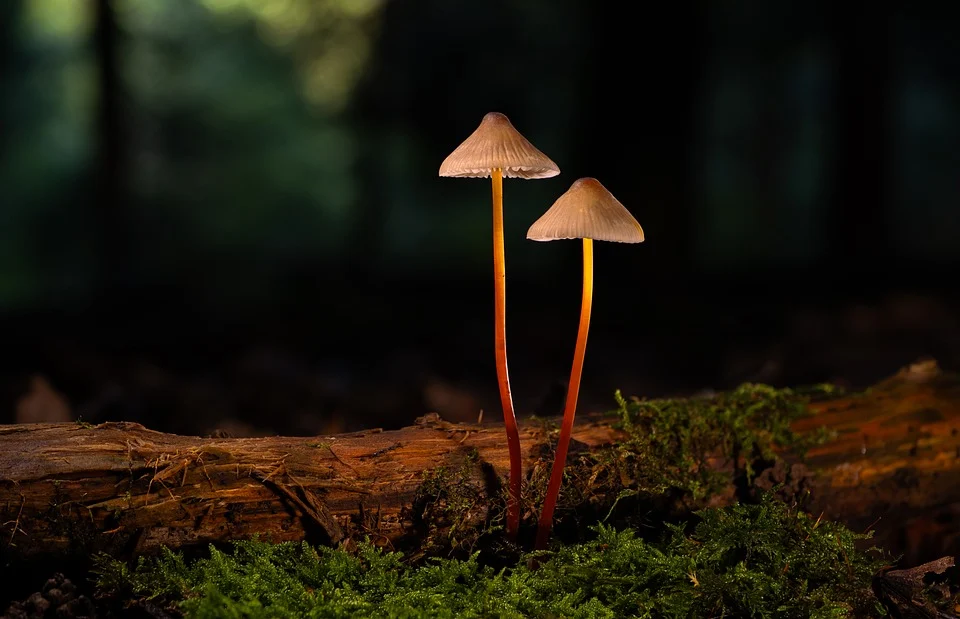 Transform Your Flooring Business: How PPC Can Put Bradenton Installers on the Map!