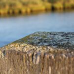 Transform Your Mold Remediation Business: How Targeted PPC Campaigns Can Drive Local Traffic in Bradenton