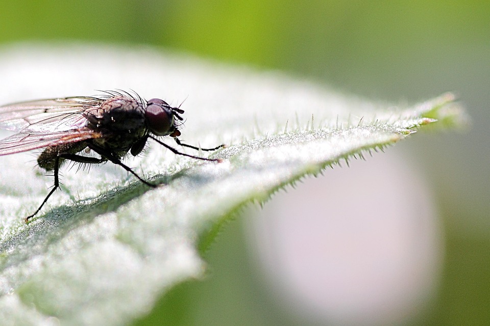 Transform Your Pest Control Business: Five SEO Tips to Stand Out in Bradenton’s Competitive Market