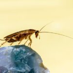 Transform Your Pest Control Services: The Power of SEO in Elevating Sarasota Businesses