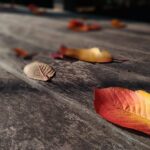 “Transforming Deck Dreams into Reality: The Benefits of PPC for Sarasota’s Small Businesses”