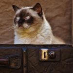 Trash to Treasure: How Effective SEO Can Elevate Your Sarasota Junk Hauling Business