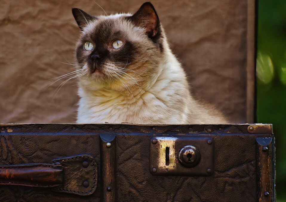 Trash to Treasure: How Effective SEO Can Elevate Your Sarasota Junk Hauling Business