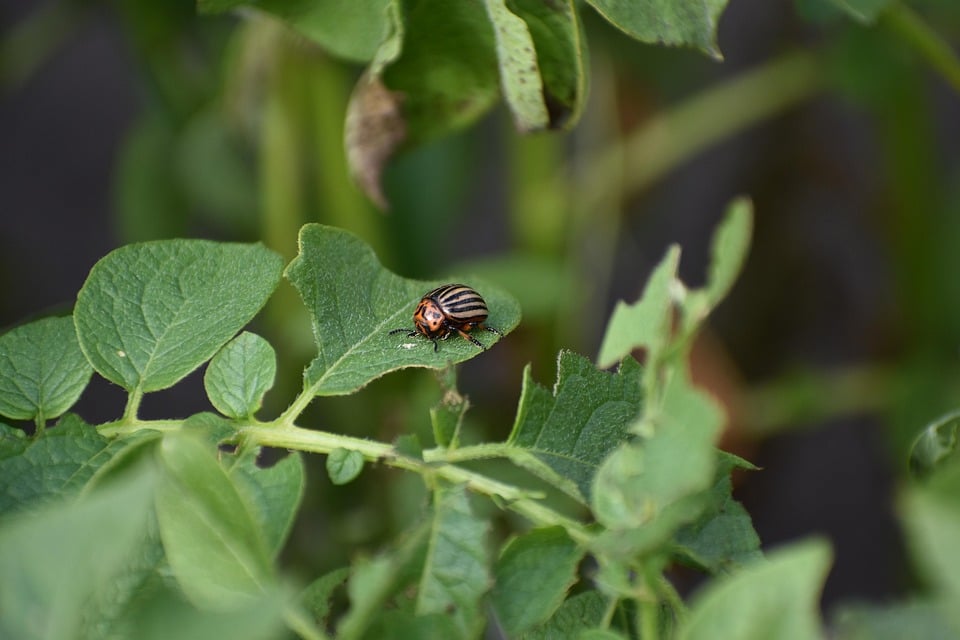 “Uncovering Hidden Opportunities: 5 SEO Strategies for Pest Inspectors in Bradenton”