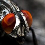 Uncovering Opportunities: The Benefits of SEO for Pest Inspectors in Bradenton’s Competitive Market