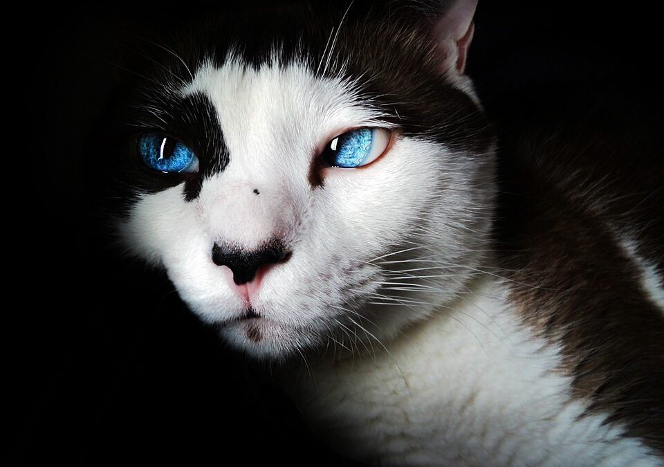 Unleash Success: The Top 5 Benefits of PPC Advertising for Pet Trainers in Sarasota