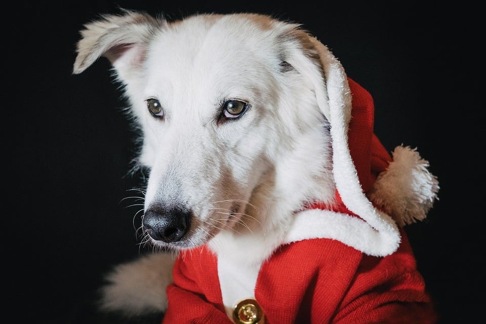 Unleash Your Business Potential: How PPC Can Elevate Your Sarasota Pet Training Services