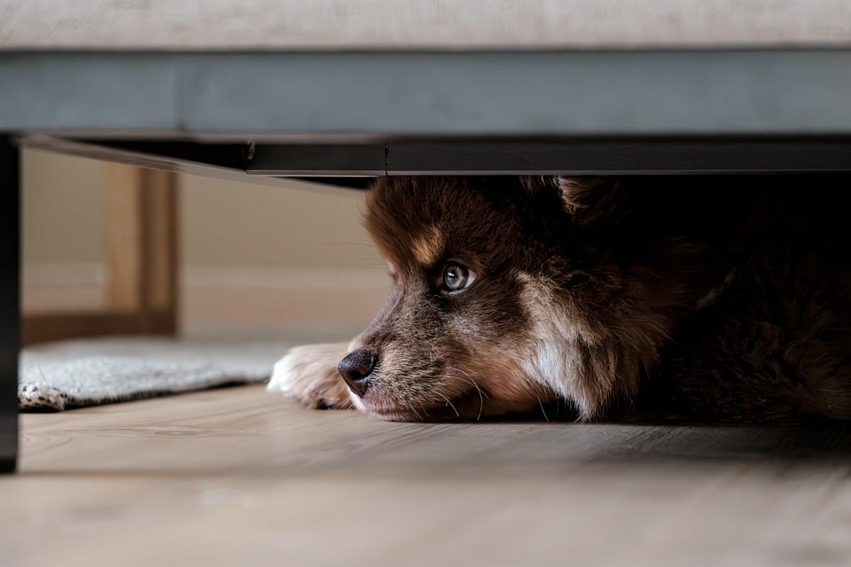 Unleash Your Potential: How PPC Advertising Can Help Your Bradenton Dog Walking Business Stand Out!