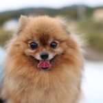Unleash the Power of Pay-Per-Click: Transform Your Bradenton Pet Training Business Today!