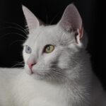 Unleashing Growth: How SEO Can Transform Your Bradenton Pet Training Business