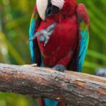 Unleashing Growth: The Power of PPC for Sarasota’s Pet Grooming Professionals!