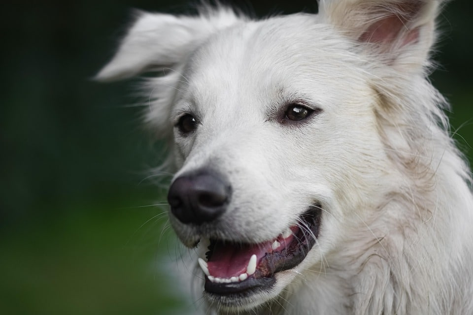 Unleashing Growth: Why Every Sarasota Dog Walker Should Invest in PPC Advertising