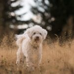 Unleashing Opportunity: Why Sarasota Pet Trainers Can't Afford to Ignore PPC Marketing