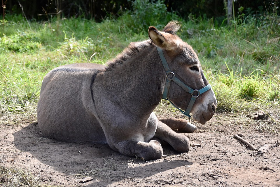 “Unlock Local Success: The Top 5 SEO Strategies for Gutter Cleaning Businesses in Bradenton”