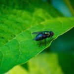 Unlocking Growth: How SEO Can Elevate Your Sarasota Pest Inspection Business Above the Competition