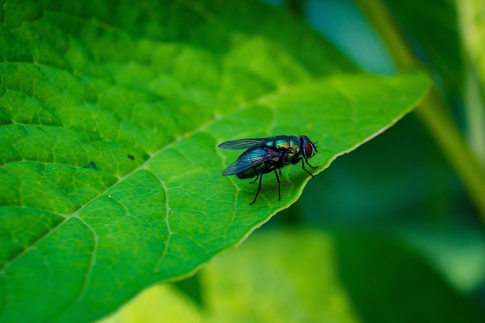 Unlocking Growth: How SEO Can Elevate Your Sarasota Pest Inspection Business Above the Competition