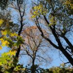 Unlocking Growth: How Sarasota IT Services Can Skyrocket Your Business with SEO