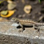 Unlocking Growth in Sarasota: The Power of PPC for Patio Builders