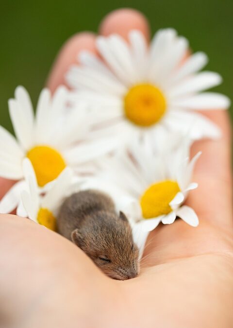 Unlocking Local Success: The Hidden Benefits of PPC for Bradenton's Child Care Providers