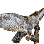 Unlocking Tax Season Success: How SEO Can Elevate Your Bradenton Tax Preparation Business