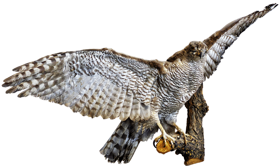 Unlocking Tax Season Success: How SEO Can Elevate Your Bradenton Tax Preparation Business