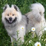 Walking the Digital Walk: Why Sarasota Dog Walkers Should Embrace PPC for Pawsitive Results!