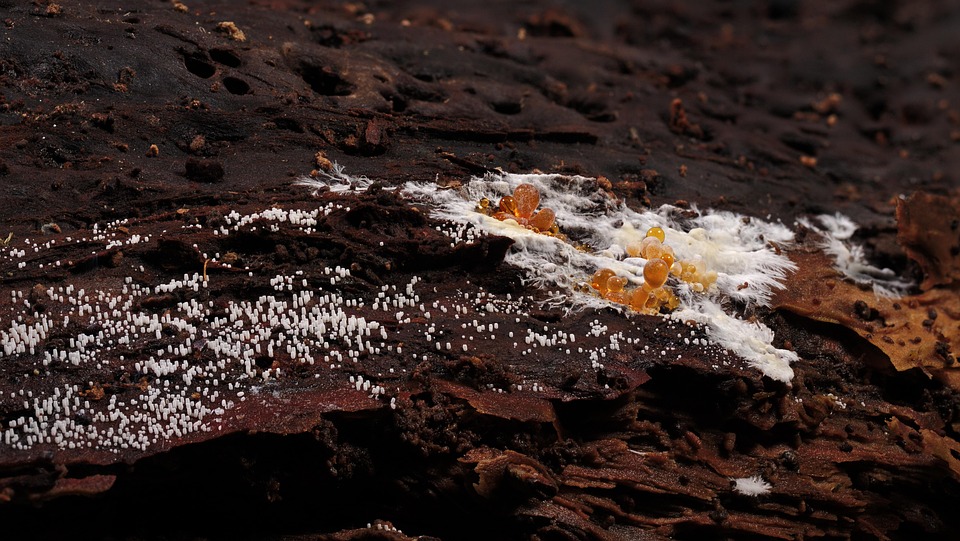 “Why Every Bradenton Mold Remediation Business Needs a PPC Game Plan to Thrive”