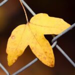 Why Local SEO is the Secret Ingredient for Your Bradenton Fence Installation Business