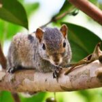 From Infestation to Optimization: Unlocking the Benefits of SEO for Bradenton Pest Inspectors