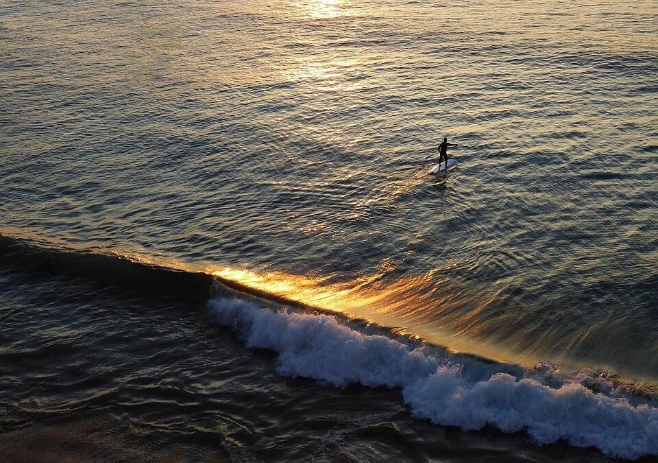 Adopt Less Stress: The Benefits of SEO for Your Pet Boarding Business in Bradenton