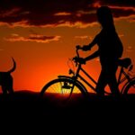 Bark Up the Right Tree: The Top 5 SEO Strategies for Sarasota Pet Trainers to Grow Their Business