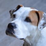 Bark (and Purr) Your Way to the Top: SEO Essentials for Sarasota’s Pet Groomers