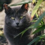 Bark to the Top: Unleashing the Power of PPC Advertising for Your Local Pet Grooming Services