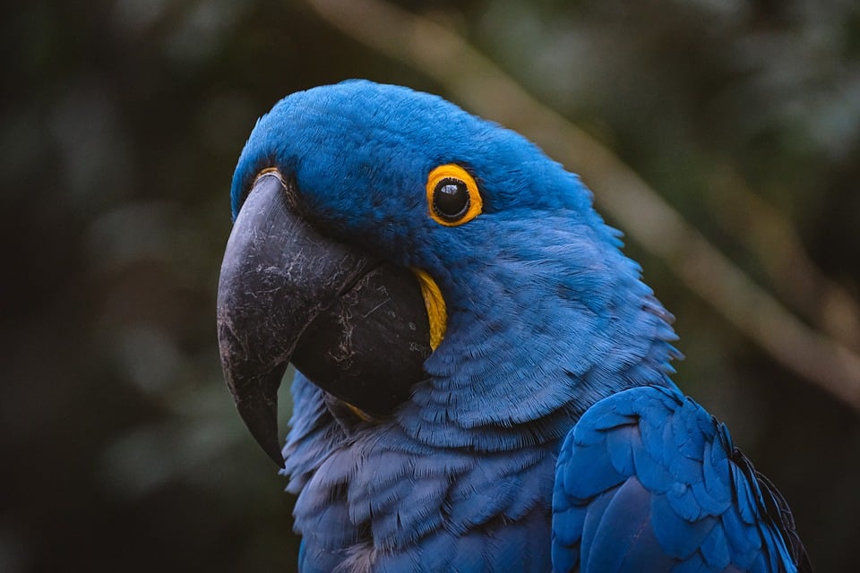 Barking Up the Right Tree: 5 SEO Strategies Every Sarasota Pet Trainer Should Know