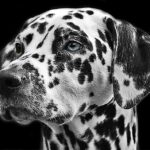 Barking Up the Right Tree: A Local Dog Walker's Guide to Boosting Visibility with SEO