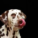 Barking Up the Right Tree: How SEO Strategies Can Boost Your Bradenton Dog Walking Services