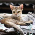 “Barking Up the Right Tree: Leveraging PPC Advertising to Grow Your Pet Boarding Brand in Bradenton”