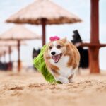 Barking Up the Right Tree: The Benefits of SEO for Small Pet Boarding Businesses in Bradenton