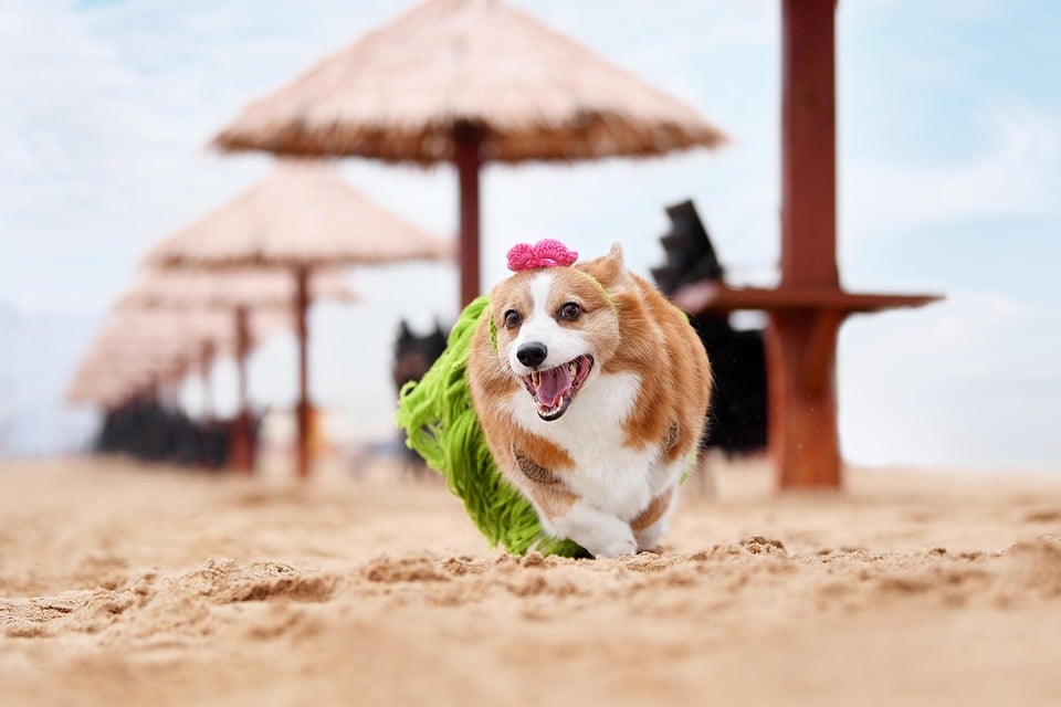 Barking Up the Right Tree: The Benefits of SEO for Small Pet Boarding Businesses in Bradenton