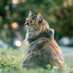 Barking Up the Right Tree: The Surprising Benefits of PPC for Pet Boarding Businesses in Sarasota!
