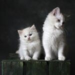 Barking Up the Right Tree: Transform Your Sarasota Pet Boarding Business with Targeted PPC Campaigns