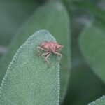 Beating the Competition: Elevate Your Sarasota Pest Control Business with Targeted PPC Strategies!