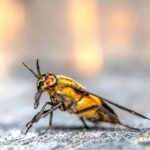 “Beyond the Spray: Elevate Your Sarasota Pest Inspection Business with Smart PPC Advertising”