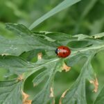 Beyond the Swat: How Bradenton Pest Control Companies Can Attract More Customers with Targeted PPC Campaigns!