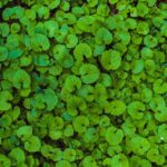 Bradenton Carpet Cleaners: Unlocking New Customer Potential Through Smart SEO Strategies