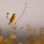 Branching Out: How Local SEO Can Elevate Your Bradenton Tree Service Business