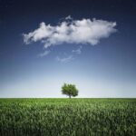 Branching Out: How PPC Can Elevate Your Bradenton Tree Service Business