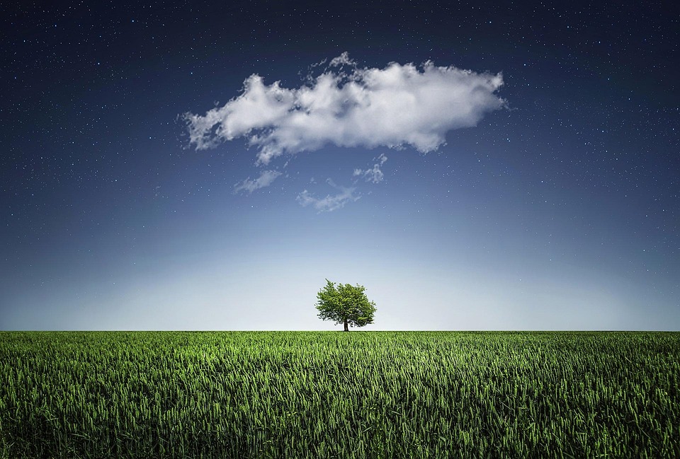 Branching Out: How PPC Can Elevate Your Bradenton Tree Service Business