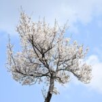 Branching Out Online: The Untapped SEO Potential for Sarasota’s Tree Service Providers