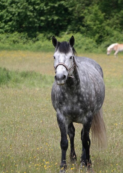 Breathe Easier: How PPC Can Elevate Your Sarasota Mold Remediation Business